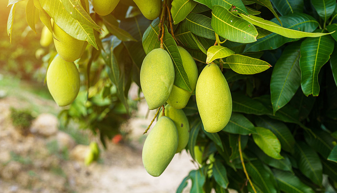 Fruit Bearing Tress - Mango / Guava